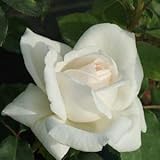 バラ苗 つるホワイトクリスマス 国産新苗植え替え6号スリット鉢 つるバラ（CL) 一季咲き大輪 白系