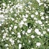 【宿根草】　宿根カスミソウ　スノーフレーク　2株セット　【イングリッシュガーデン】