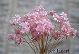 ~Coco Heart~　　スターフラワーブロッサム　ブライダルピンク　 50本ハーバリウムに大人気　（ハーバリウム、アロマキャンドルバー、木の実・ドライフラワー）