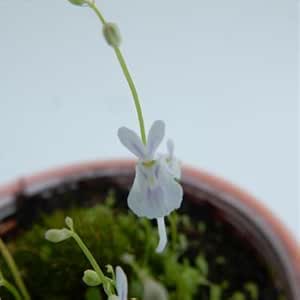 Amazon お花がうさぎにそっくり ウサギゴケ うさぎ苔 食虫植物 3号プラ鉢 観葉植物 オンライン通販