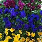 【産地直送】　東京産　小輪パンジー　ナチュレ　3色セット　15株（各5株）　【コンテナガーデン】【花壇】