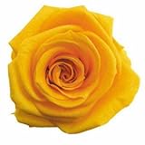 florever　フロールエバー　フレッシュルックメディアナローズ　ゴールデンイエロー　8輪　Φ4～5cm　 プリザーブドフラワー　Mediana Rose　Golden Yellow