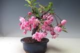 盆栽　　花芽付き！垂糸カイドウ（カイドウ桜）の鉢植え盆栽　2017春開花予定