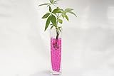 【お世話簡単！土を使っていないから衛生的でおしゃれな観葉植物】　ハイドロカルチャー　オアシス苗　角ロング　ゼリーボール　ピンク
