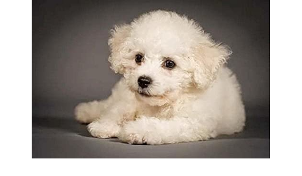 Amazon 大人のための数字キットによるdiyペイント 白いかわいいビションフリーゼ犬の動物 ペイントブラシで大人のための数字でペイント アクリル絵の具 40x50cm フレームレス 絵具 通販 Amazon 大人のための数字キットによるdiyペイント 白いかわいいビションフリーゼ犬の動物 ペイントブラシで大人のための数字でペイント アクリル絵の具 40x50cm フレームレス 絵具 通販