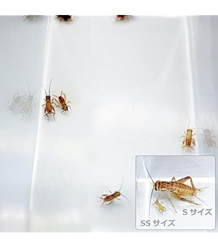Amazon | （生餌）ヨーロッパイエコオロギ SS 約40匹（0．2