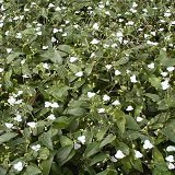 【吊鉢】　ブライダルベール　5号　【多年草】