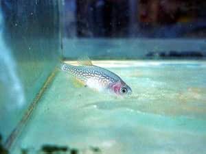 Amazon 熱帯魚 ミクロラスボラハナビ 花火 こだわりの生体をお届けします 名生園 こだわりの生体をお届けします 名生園 観賞魚 水中生物 通販