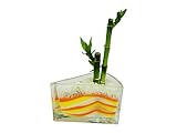 花市場直送便 ミリオンバンブー(カラーサンド植え) ケーキ 黄色/オレンジ