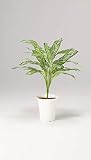 LION 人工植物 GS-110 品番57681