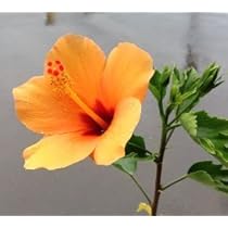 313YQ759zaL._AC_UL210_SR210,