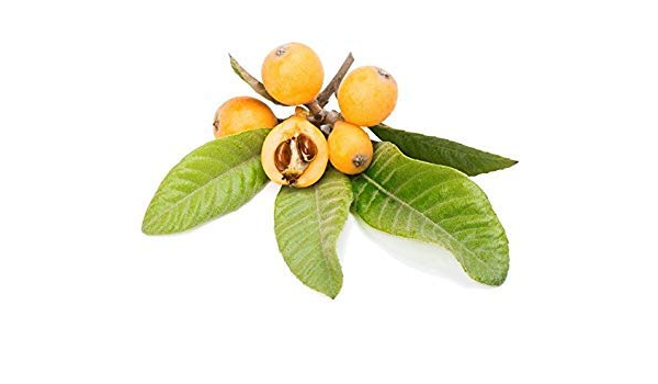 Amazon Co Jp ビワnisperosバラ科日本のセイヨウカリン中国の梅ピパの種子2 Pcsエキゾチック Diy 工具 ガーデン