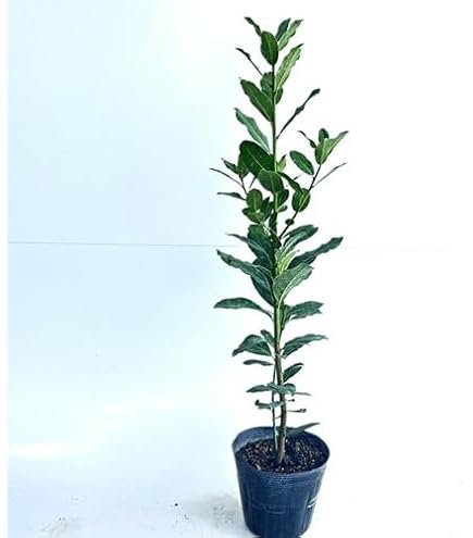 ゲッケイジュ　月桂樹　(ローリエ) Amazon.co.jp: 月桂樹苗 ゲッケイジュ苗 ローリエ : DIY・工具・ガーデン