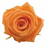 florever　フロールエバー　フレッシュルックメディアナローズ　サンセットオレンジ　8輪　Φ4～5cm　 プリザーブドフラワー　Mediana Rose　Sunset Orange