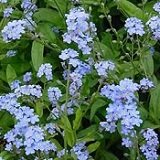 【耐寒性】【寄せ植え】　ミオソティス　モナミブルー　（ワスレナグサ）　2株セット　【コンテナガーデン】【花壇】