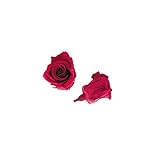 florever　フロールエバー　フレッシュルックベイビーローズ　フューシャピンク　12輪　Φ2.5～3.5cm　 プリザーブドフラワー　Baby Rose　Fuchsia Pink
