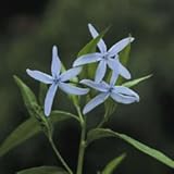 【山野草】チョウジソウ