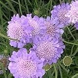 【耐寒性】【多年草】　スカビオサ　ピンクッションブルー 　2株セット　　【イングリッシュガーデン】