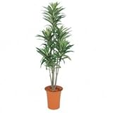 【人工植栽】　タカショー グリーンデコ鉢付 ドラセナ　1.2m　GD-187