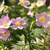 【耐寒性】【多年草】　ポレモニューム　アプリコットデライト　2株セット　【イングリッシュガーデン】