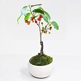 盆栽妙 さくらんぼ 樹高18cm×幅10cm