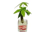 花市場直送便 パキラ(カラーサンド植え) ブロックM ピンク/赤