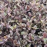 【常緑低木】ロフォミルタス　マジックドラゴン　3号【カラーリーフ】