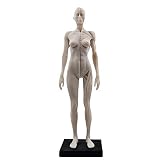Luckyパンダ TopSellerパンダ 女性 人体モデル 人体模型 11インチ 約30cm 人体筋肉模型 模型 樹脂 筋骨格 CGペインティング 彫刻 1:6 スタンド付き ホワイト (女)