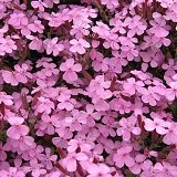 【耐寒性】【多年草】　サポナリア　オキモイデス　（ロックソープワート）　2株セット　【グランドカバー】【ロックガーデン】