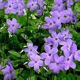 【耐寒性】【多年草】 ツルハナシノブ　（フロックス） シアウッドパープル 2株セット　【グランドカバー】