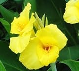 20個/袋、カンナの種、鉢植え、種子、花の種、完全な様々な、出芽率95％、（混合色）