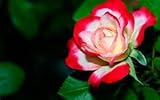 100 rare rose seeds Black Rose Flower with Red Edge Rare Rose Flowers Seeds.For Garden Bonsai Planti