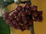 Hoya carnosa Chocolate - Hindu rope - Wax plant - 10 seeds