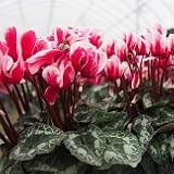 【季節の花苗】　ガーデンシクラメン　　ピコラシリーズ　TypeA　　2株セット　　【コンテナガーデン】