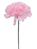100 Carnations 5 Pink Artificial Silk Flower Pick - Multiple Colors Available by Larksilk