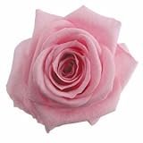 florever　フロールエバー　フレッシュルックメディアナローズ　ベイビーピンク　8輪　Φ4～5cm　 プリザーブドフラワー　Mediana Rose　Baby Pink