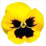 国華園　花たね パンジー 芯黒黄花 1袋(60mg)【※発送が国華園からの場合のみ正規品です】