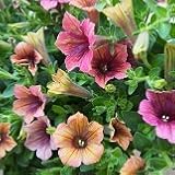 【花壇】　ペチュニア　アンティーク　2株セット【ハンギング】