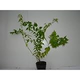 【ノーブランド品】 ヤエヤマブキ 樹高0.5m前後 15cmポット /