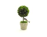BOX WOOD TOPIARY (ボックスウッドトピアリー) ｢BALL｣ S