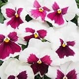 【花壇】 パンジー　シャンボール　ヒプノティック　2株セット　【コンテナガーデン】