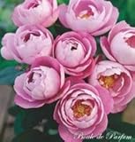 バラ苗 ブルドゥパルファム 国産大苗6号スリット鉢 四季咲き大輪　紫系