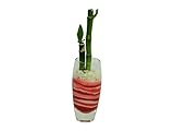 花市場直送便 ミリオンバンブー(カラーサンド植え) プチベースA ピンク/赤