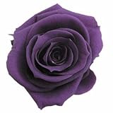 florever　フロールエバー　フレッシュルックメディアナローズ　バイオレット　8輪　Φ4～5cm　 プリザーブドフラワー　Mediana Rose　Violet