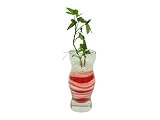 花市場直送便 アイビー(カラーサンド植え) プチベースE ピンク/赤