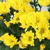 【耐寒性】【多年草】　キク　ラウブ風車　（スプレー菊）　2株セット　【花壇】