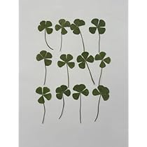 Amazon｜フクサン 押し花パック 四つ葉のクローバー(小) 12個入 FUK