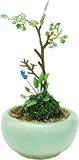 プラッツ THE BONSAI 1/12 丸鉢寄せ植え【水色】 完成品 BONN05