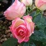 バラ苗 ストロベリーアイス 国産大苗6号スリット鉢フロリバンダ(FL) 四季咲き中輪 ピンク系