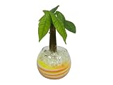 花市場直送便 パキラ(カラーサンド植え) バブルボール8cm 黄色/オレンジ